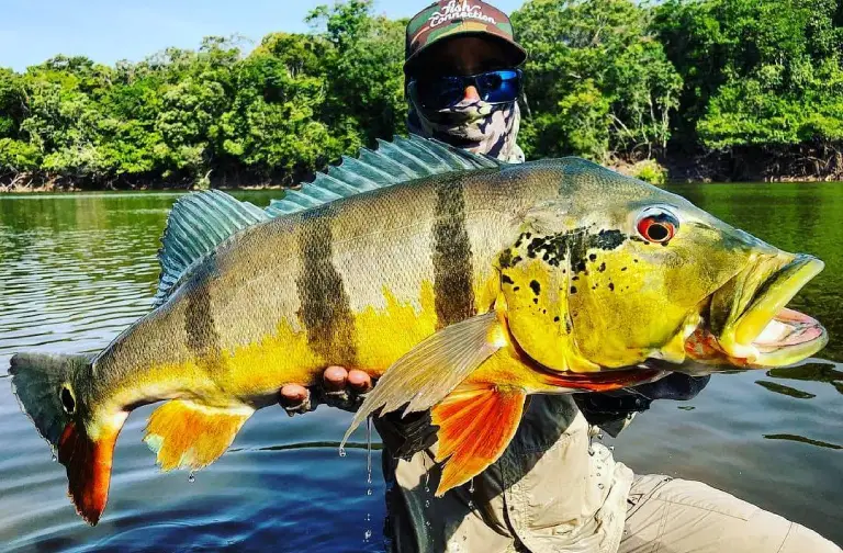 Poisson géant de Colombie, aventure de pêche en rivière