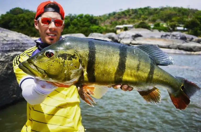Surubi, poisson-chat prédateur d’Amazonie, pêche en Colombie