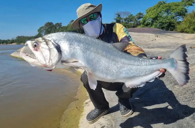 Expédition pêche au Peacock Bass en Colombie, aventure inoubliable