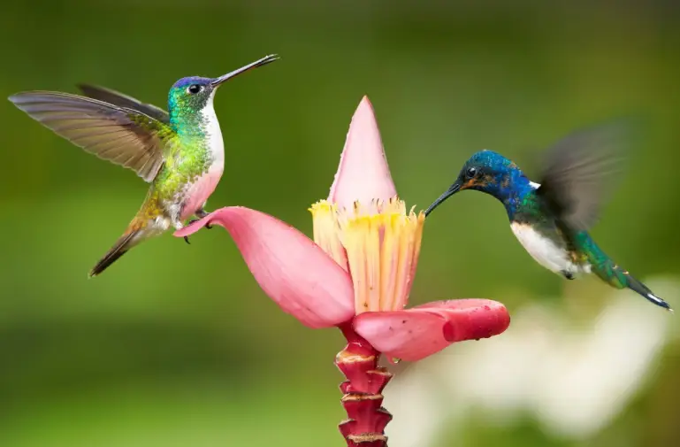 guidage equateur