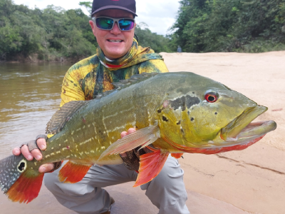 peacock bass colombie