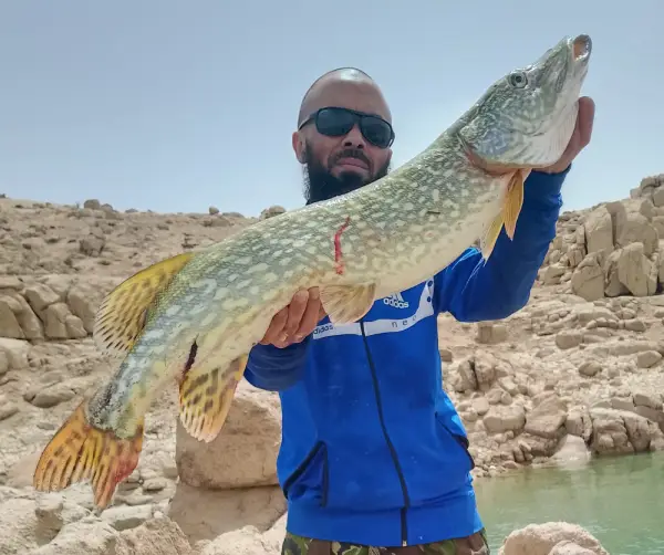 pêche Brochet