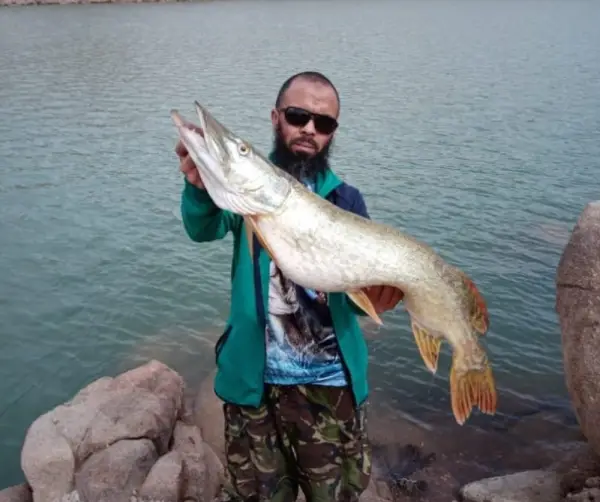  Brochet