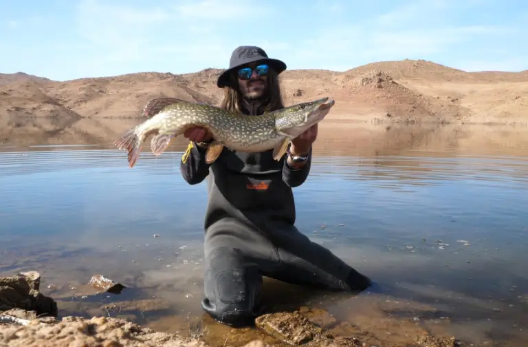 Brochet pêche